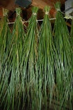Miniatuur 2